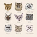 Breeds. Siamese, British, Siberian, Persian, Scottish Fold, Maine Coon, Bengal, Sphynx