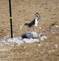 Breeze catches tail feathers