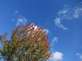 Breeze through fall-colored tree