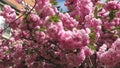 Breezy Day Pink Kwanzan Cherry Blossoms