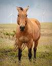 Breezy Horse in front of Wind Turbines