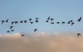 Brent Geese in flight, Brent Goose, Branta bernicla Royalty Free Stock Photo