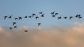 Brent Geese in flight, Brent Goose, Branta bernicla Royalty Free Stock Photo