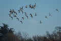 Brent Geese in flight, Brent Goose, Branta bernicla in the flight in environment Royalty Free Stock Photo