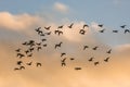 Brent Geese in flight, Brent Goose, Branta bernicla Royalty Free Stock Photo