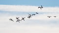 Brent Geese in flight, Brent Goose, Branta bernicla in the flight in environment Royalty Free Stock Photo