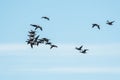 Brent Geese in flight, Brent Goose, Branta bernicla in the flight in environment Royalty Free Stock Photo