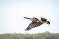 Brent geese in flight surrounded by a lush green forest Royalty Free Stock Photo