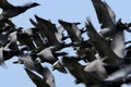 Brent Goose Royalty Free Stock Photo