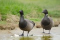 Brent goose Royalty Free Stock Photo