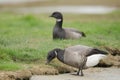 Brent goose Royalty Free Stock Photo