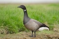 Brent goose Royalty Free Stock Photo