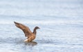 Brent Goose beating it's wings Royalty Free Stock Photo