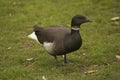 The Brent goose Branta bernicla.