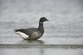 Brent goose, Branta bernicla Royalty Free Stock Photo