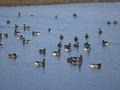 Brent goose, Branta bernicla