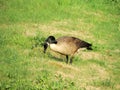 Brent goose Branta bernicla on the grass