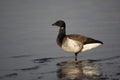 Brent goose, Branta bernicla hrota Royalty Free Stock Photo