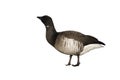 Brent goose, Branta bernicla hrota