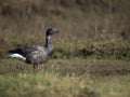 Brent goose, Branta bernicla