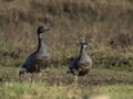 Brent goose, Branta bernicla