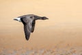 Brent Goose - Branta bernicla, Wells-next-the-Sea, Norfolk. Royalty Free Stock Photo