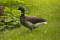 The Brent goose Branta bernicla.