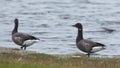 Brent Goose couple Royalty Free Stock Photo