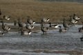 Brent goose, dark-bellied, Branta bernicla Royalty Free Stock Photo