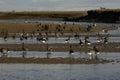 Brent goose, dark-bellied, Branta bernicla