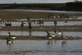 Brent goose, dark-bellied, Branta bernicla