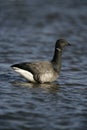 Brent goose, dark-bellied, Branta bernicla