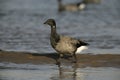 Brent goose, dark-bellied, Branta bernicla Royalty Free Stock Photo