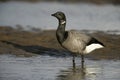 Brent goose, dark-bellied, Branta bernicla Royalty Free Stock Photo