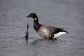 Brent goose, dark-bellied, Branta bernicla