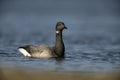 Brent goose, dark-bellied, Branta bernicla