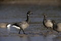 Brent goose, dark-bellied, Branta bernicla