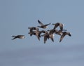 Brent Goose Royalty Free Stock Photo