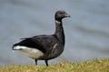 Brent Goose Royalty Free Stock Photo