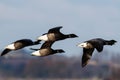 Brent Gooses, Goose, Branta bernicla