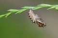 Brenthis daphne butterflies Pupa on the plant