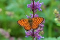 Brenthis hecate , The twin-spot fritillary butterfly , butterflies of Iran