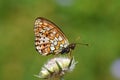 Brenthis hecate , The twin-spot fritillary butterfly , butterflies of Iran