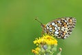 Brenthis hecate , The twin-spot fritillary butterfly , butterflies of Iran