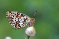 Brenthis hecate , The twin-spot fritillary butterfly , butterflies of Iran