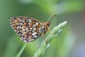 Brenthis hecate , The twin-spot fritillary butterfly , butterflies of Iran