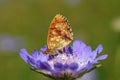 Brenthis ino , The Lesser marbled fritillary butterfly on purple flower , butterflies of Iran