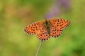 The Lesser marbled fritillary butterfly or Brenthis ino , butterflies of Iran