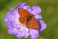 Brenthis ino , The Lesser marbled fritillary butterfly on purple flower , butterflies of Iran