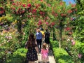 A woman and other visitors walking around admiring a beautiful rose garden at Butchart Gardens